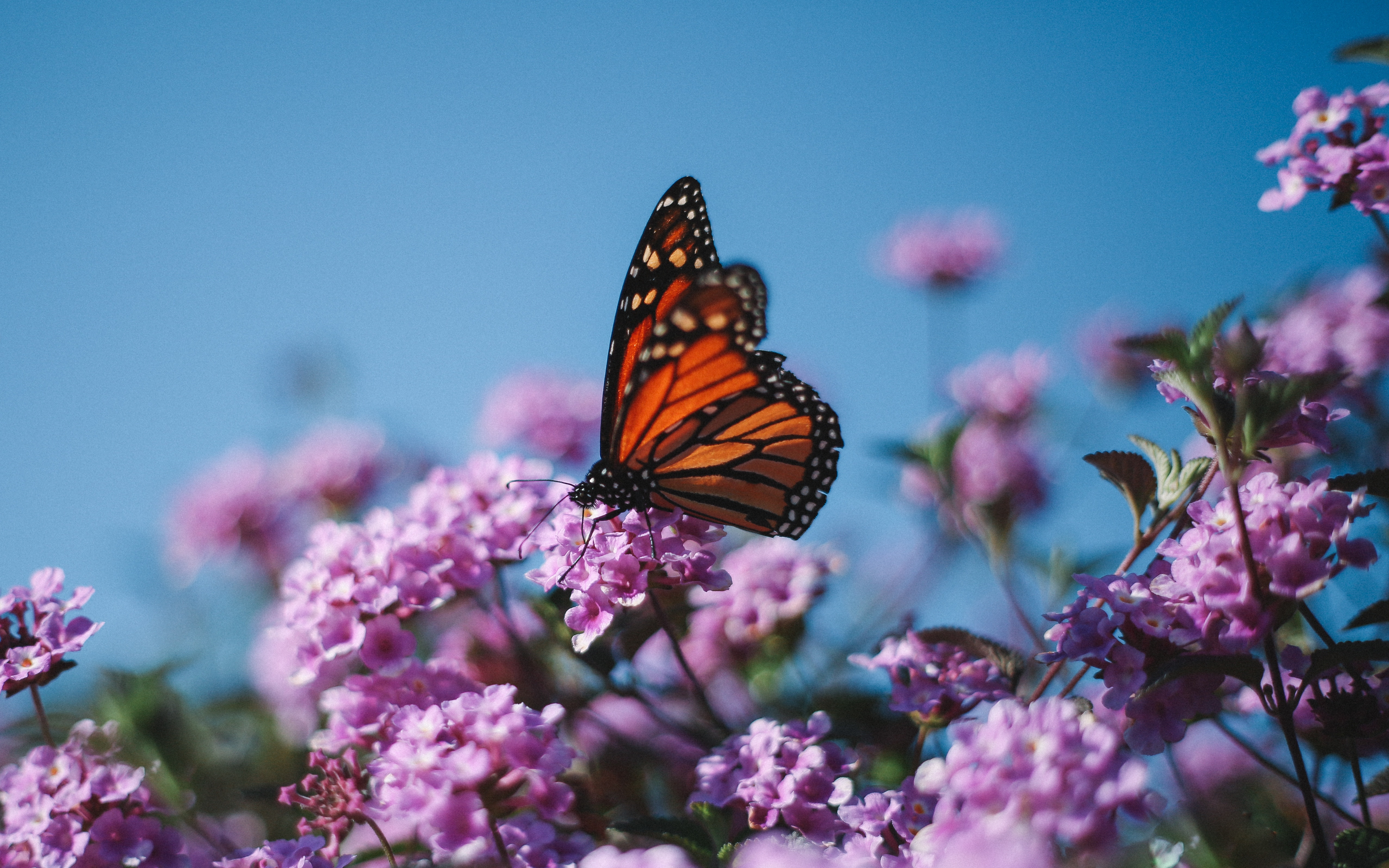 Imagen Mariposa Monarca